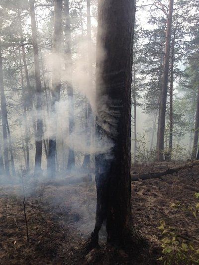 Наступает пора лесных пожаров