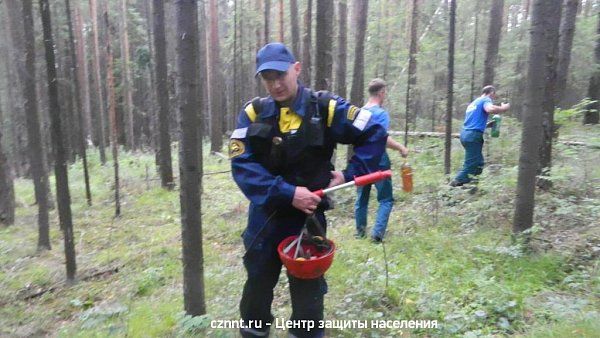 Спасатели и пожарные тушили лесной  пожар в районе Муринских прудов