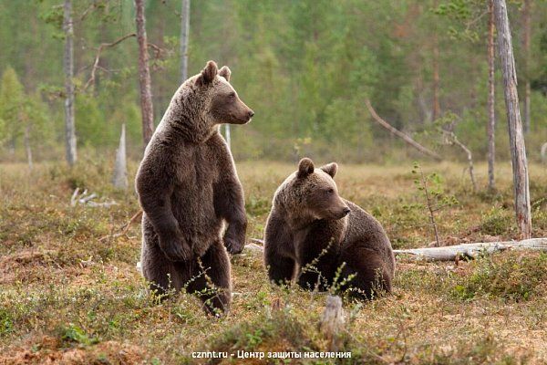 Правила  поведения  при встрече с  медведем