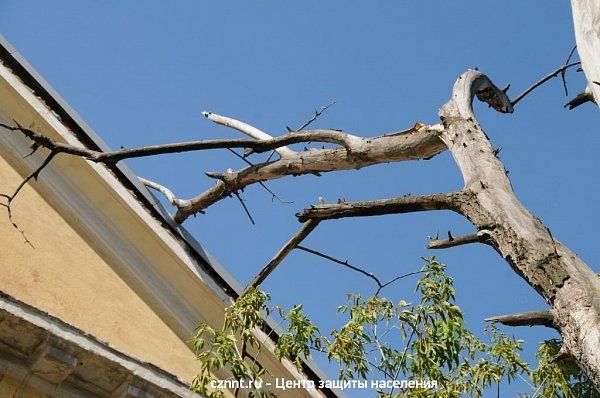 Ветка дерева упала на крышу  дома