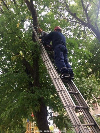 Семилетний  ребенок залез на высокое дерево и не смог самостоятельно спуститься