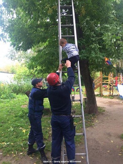 Семилетний  ребенок залез на высокое дерево и не смог самостоятельно спуститься
